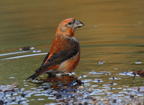 Crossbill