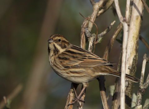 Reed Bunting