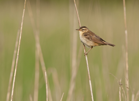 Sedge warbler