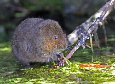 Water vole