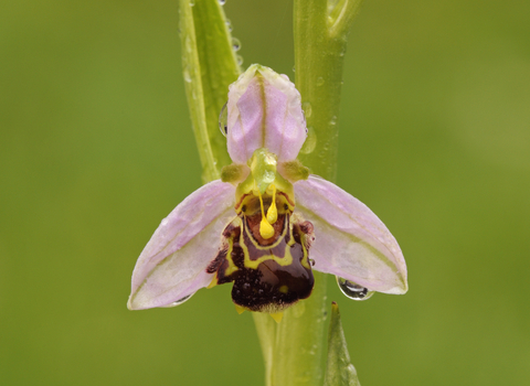 Bee Orchid