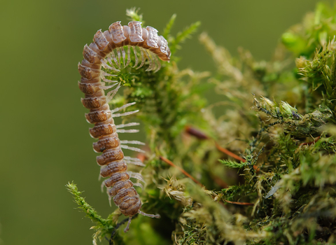 Flat-backed Millipede