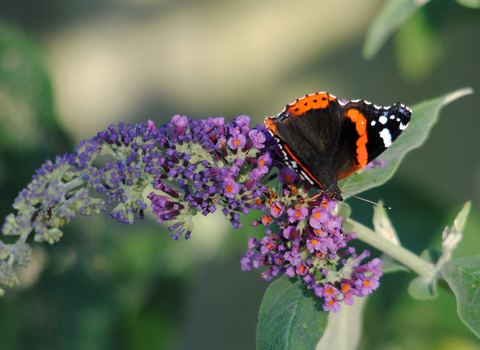 Red Admiral on Buddleia