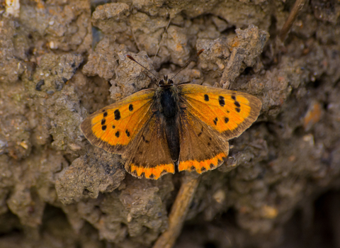 Small Copper butterfly