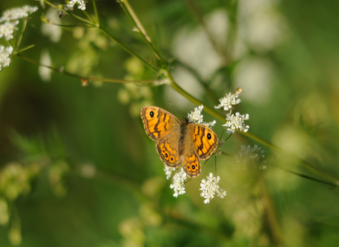 Wall Brown