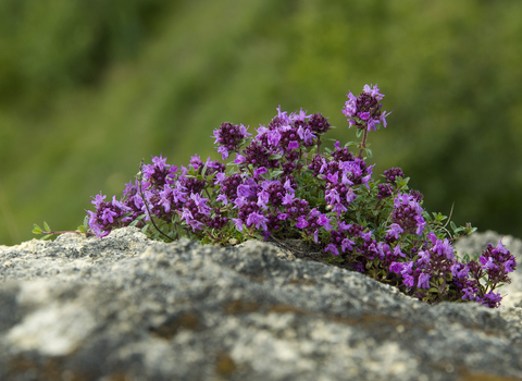 Wild thyme