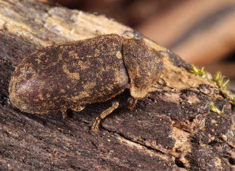 Deathwatch beetle