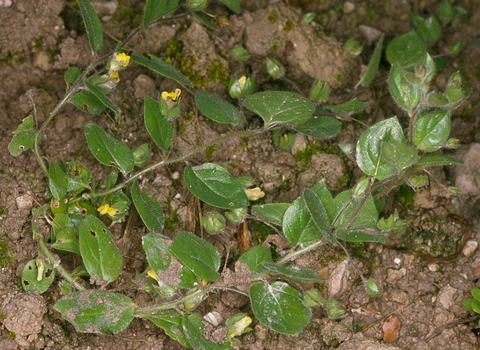 Round-leaved fluellen