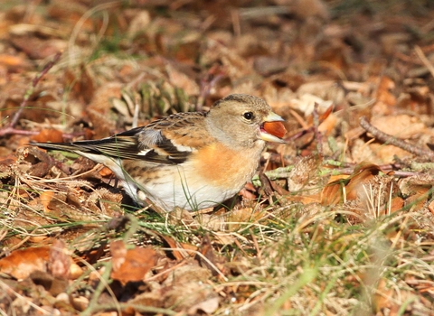 Female brambling