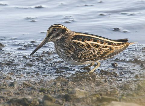 Jack snipe