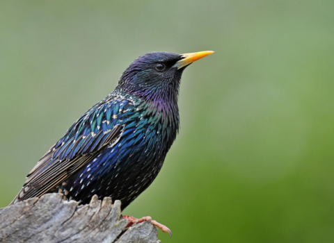 Starling