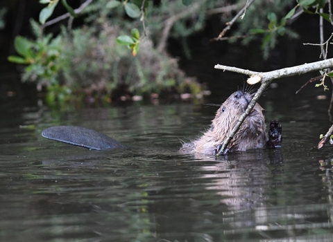 Beaver