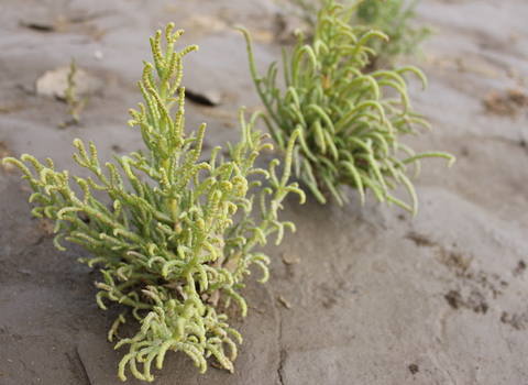 common glasswort