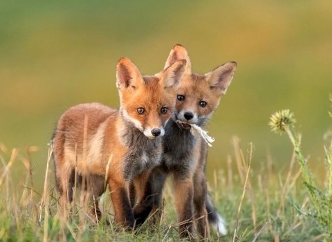 Foxes