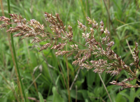 Creeping bent with grass background