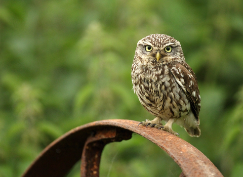 Little owl perching