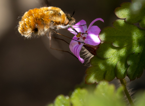 Beefly 