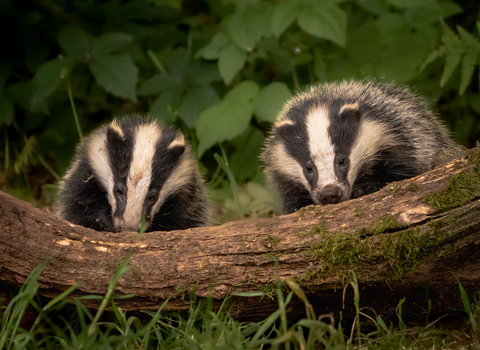 2 badgers by a fallen branch