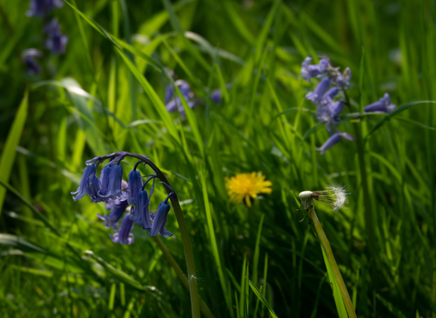 Bluebell and Dandelion Meadow Stephanie Chadwick