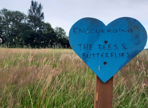 Wildflower Meadow Whiteshill Common Project WEG