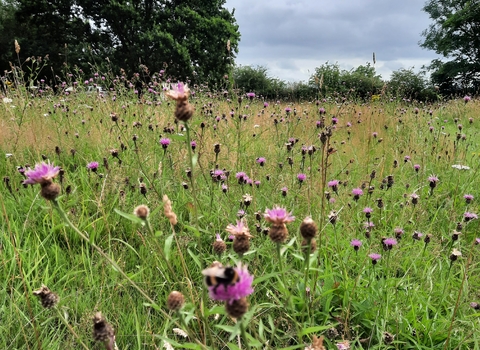 Wildflower Meadow on the Small Common at Whiteshill 