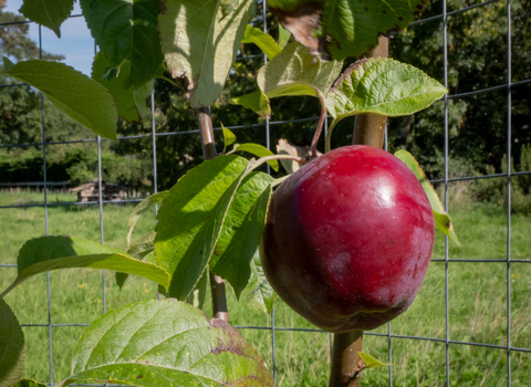 Corston Community Orchard