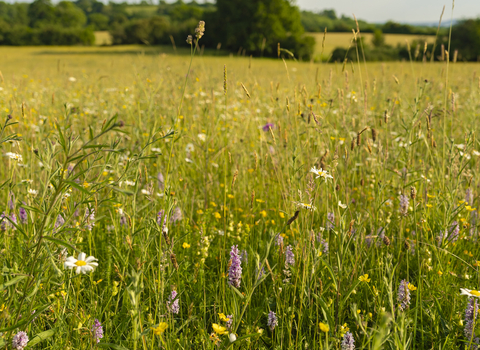 Summer meadow at Folly Farm