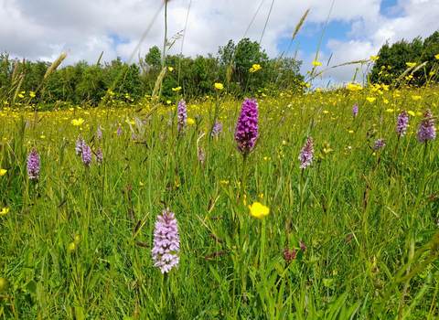 Orchids in meadow at Folly Farm