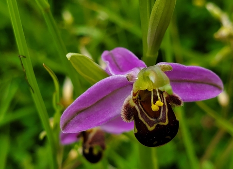 Bee Orchid, Hengrove Mounds, (c) Ainsley Dwyer