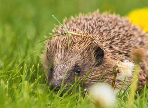 Hedgehog in grass