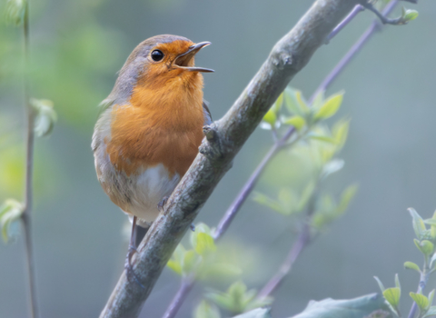 Singing robin