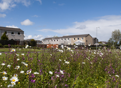 Meadow by houses