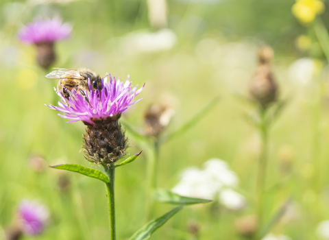 Bee on knappweed