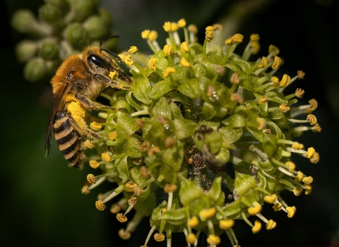 Alice Park Ivy Bee