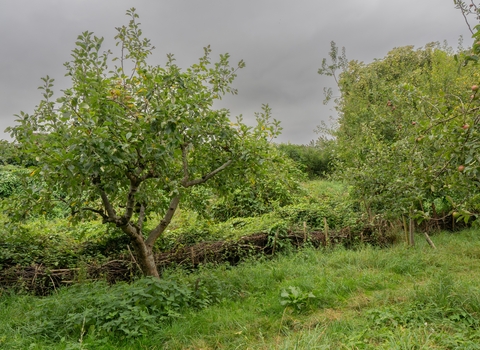 Thornbury Orchard