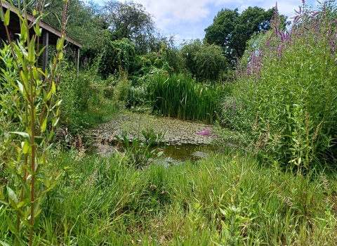 Grow Wilder pond