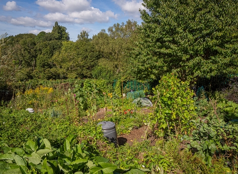 Individual Jo Pengilley allotment