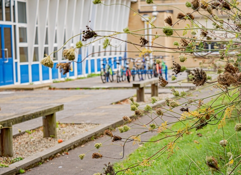 School St Michael's seed heads