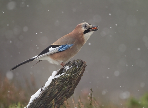 A jay with seeds in its mouth, standing on a snowy stump