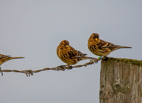 Three twite perch on a wire fence. They're in winter plumage, with bright yellow beaks